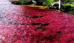 رودی که به جای آب خون ازش جاریه | عکس های دیدنی از  رودخانه خون 