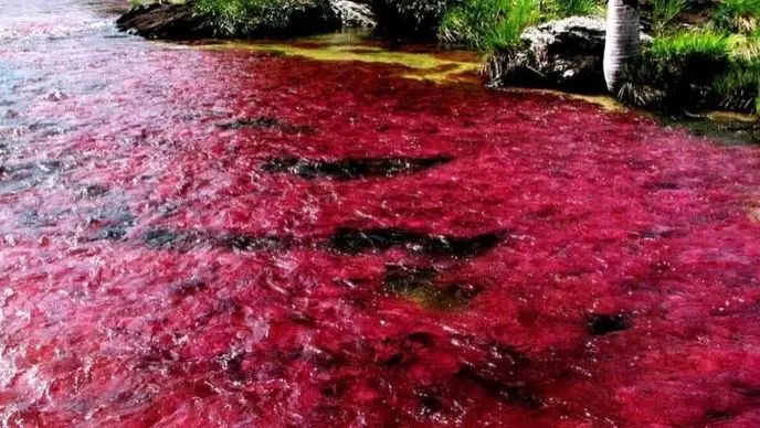 رودی که به جای آب خون ازش جاریه | عکس های دیدنی از  رودخانه خون 