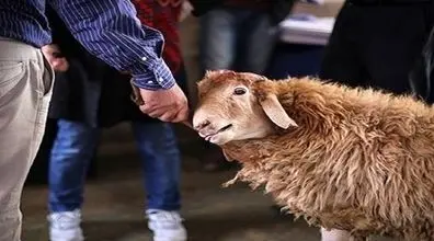 حمله گوسفند وحشی به پسر جوان | گوسفند آدم خوار! + فیلم