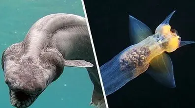 (فیلم) 10 تا از حیرت انگیز ترین موجودات زیر دریا که تا حالا ندیدی!!