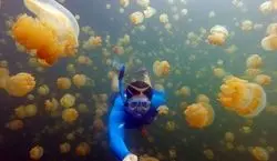 دریاچه ای که به جای ماهی عروس داره؟ | تصاویر حیرت انگیز از دریاچه عروس دریایی 