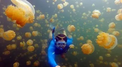 دریاچه ای که به جای ماهی عروس داره؟ | تصاویر حیرت انگیز از دریاچه عروس دریایی 