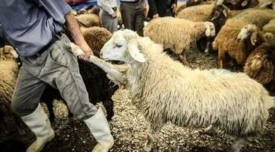 قیمت دام زنده برای عید قربان چند؟ | قیمت هر کیلوگرم گوشت گوسفند اعلام شد
