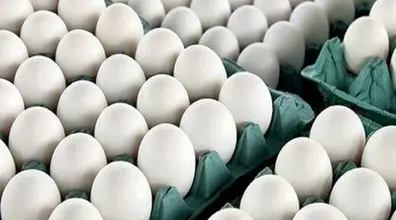 قیمت جدید تخم مرغ اعلام شد | قیمت تخم مرغ افزایش یافت؟