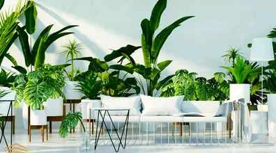  چه گیاهی برای آپارتمان مناسب است؟ | معرفی انواع گیاهان آپارتمانی