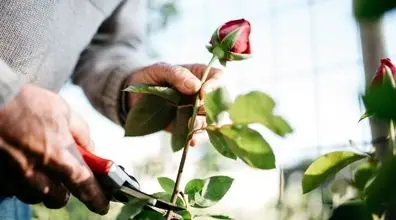 تکثیر گل رز با سیب زمینی | چطور یه شاخه گل رز رو تبدیل به گلدون رز کنم؟
