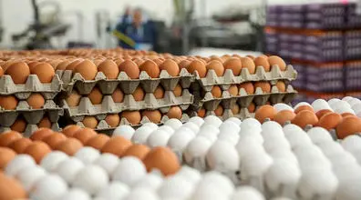 جدیدترین تغییرات قیمت تخم مرغ در اولین روز هفته اعلام شد + جدول