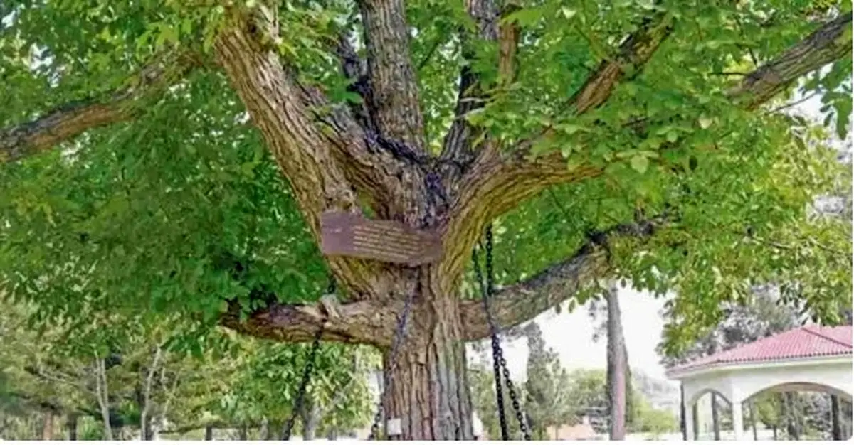 درخت دستگیر شده