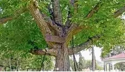 ماجرای جالب درختی که 25 سال پیش دستگیر شد + عکس