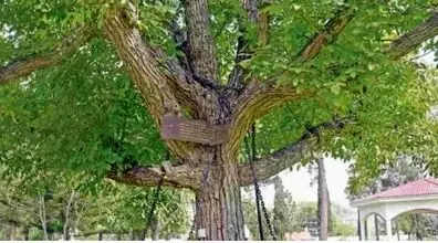 ماجرای جالب درختی که 25 سال پیش دستگیر شد + عکس