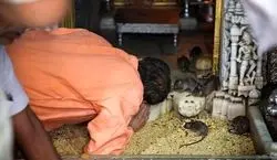 معبدی در هندوستان که در آن موش ها را می پرستند! + عکس