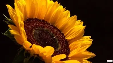 آموزش کاشت آفتابگردان در گلدان + روش های مراقبت