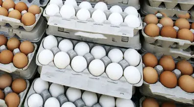 تغییرات چشمگیر قیمت تخم مرغ |‌ بالاتر از این نرخ تخم مرغ نخرید!