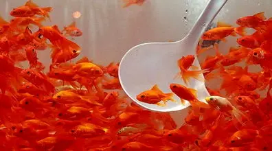 ماهی قرمز را در آب‌های آزاد رها نکنید! | هشدار!