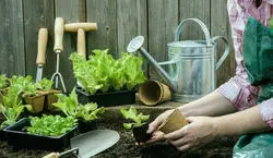 ساده ترین راه کاشت سبزی خوردن در گلدان + توضیحات