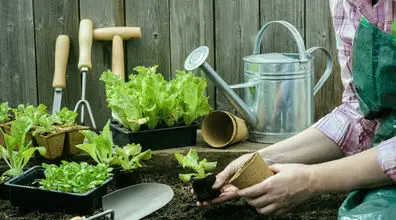ساده ترین راه کاشت سبزی خوردن در گلدان + توضیحات