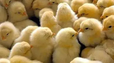 واکنش دولت به جوجه کشی در اردبیل | پیامد ممنوعیت صادرات مرغ و تخم مرغ 