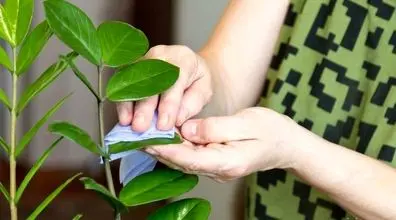 ترفندهای عالی برای گرد گیری گیاهان آپارتمانی | به گیاهات جان دوباره ببخش!
