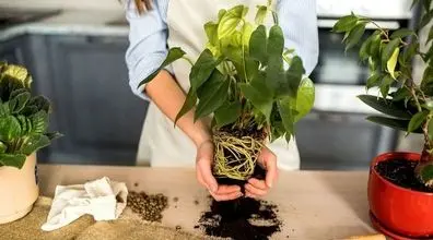 روش های عوض کردن خاک گلدان در خانه | خاگ گلدون رو اینجوری عوض کن 