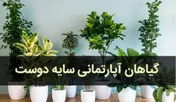 اگه خونه بدون نور داری این 5 تا گیاه آپارتمانی رو بخر + عکس