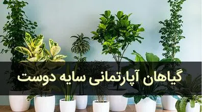 اگه خونه بدون نور داری این 5 تا گیاه آپارتمانی رو بخر + عکس