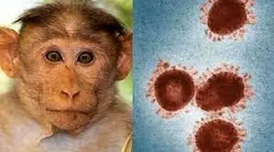 شیوع ویروس آبله میمون | شناسایی 140 مبتلا قطعی