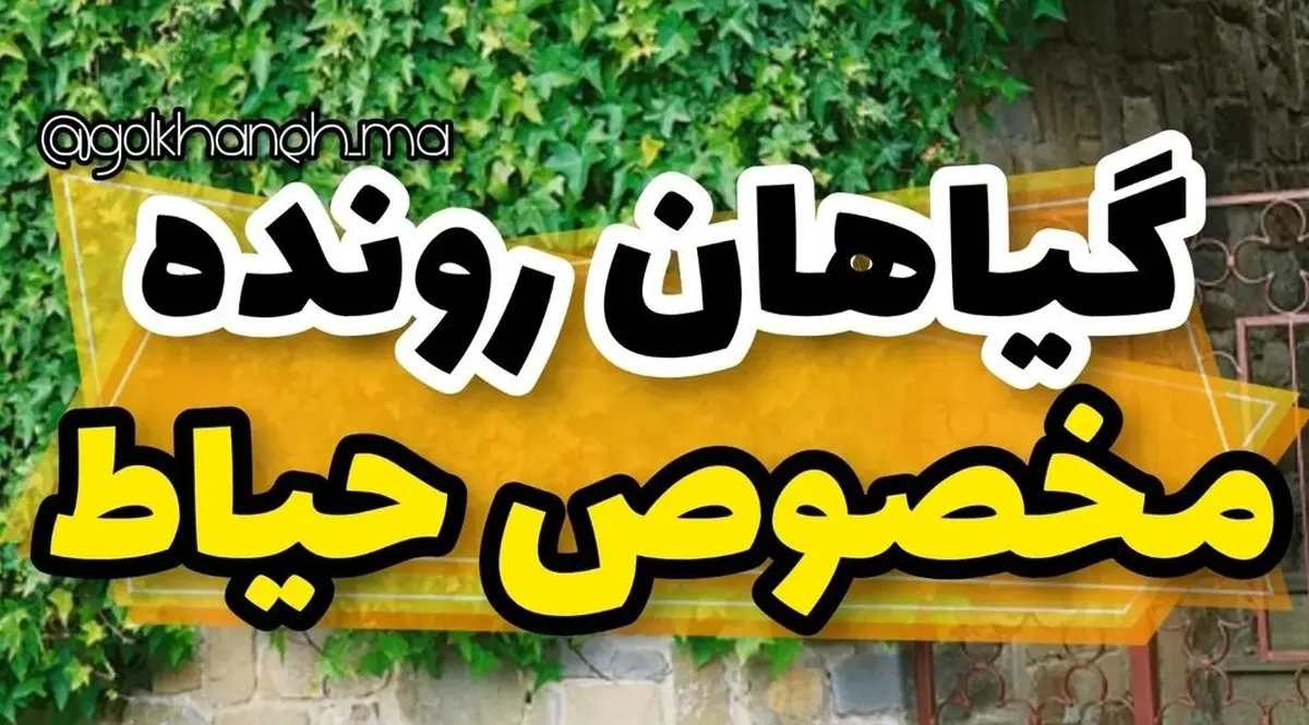 گیاهان رونده مخصوص حیاط