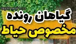 گیاهان رونده مخصوص فضای باز | با این گل  گیاه ها به حیاط خونت صفا بده