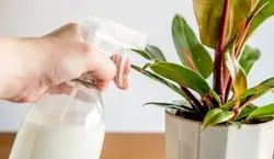 خواص شیر برای انواع گیاهان آپارتمانی + نحوه استفاده