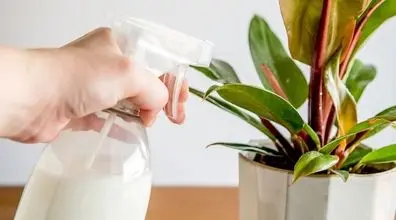 خواص شیر برای انواع گیاهان آپارتمانی + نحوه استفاده