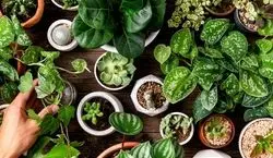 این 5 تا گیاه آپارتمانی از افسردگی نجاتت میدن! + عکس
