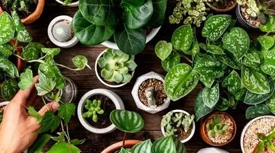 معجزه پودر بچه در گیاهان آپارتمانی | به گیاهات پودر بچه بزن + دلیل