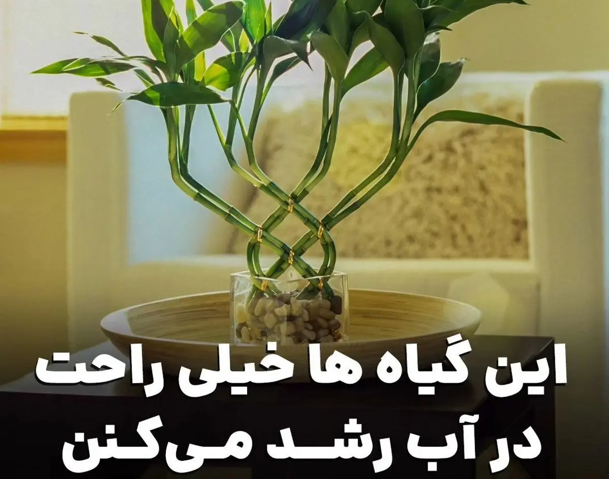 گیاهانی که در آب رشد میکنند