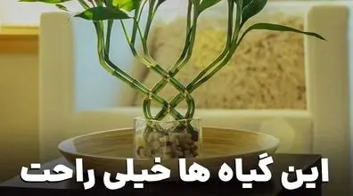 این گیاهان آپارتمانی خیلی راحت تو آب رشد می کنن!