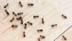اینجوری از شر مورچه های گوشه و کنار خونت خلاص شو + ویدیو آموزشی