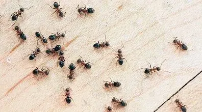 اینجوری از شر مورچه های گوشه و کنار خونت خلاص شو + ویدیو آموزشی