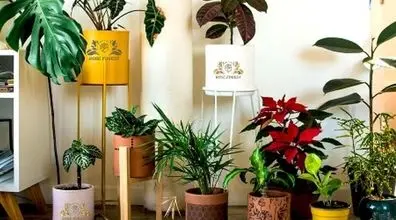 5 نکته ممنوعه برای نگه داری از گیاهان آپارتمانی | راز خوب موندن گیاهان آپارتمانی چیه؟