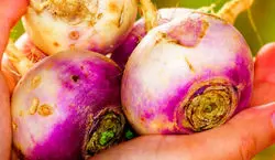 نکات پخت شلغم در قابلمه و فر | شلغم با چی خوشمزه میشه