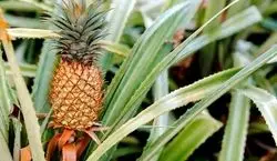 با این روش تو هم می تونی آناناس پرورش بدی | فیلم آموزش کاشت آناناس در خانه 