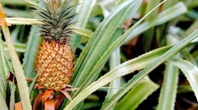 با این روش تو هم می تونی آناناس پرورش بدی | فیلم آموزش کاشت آناناس در خانه