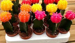 تو خونه از این کاکتوس رنگی های گوگولی پرورش بده + نکات نگهداری