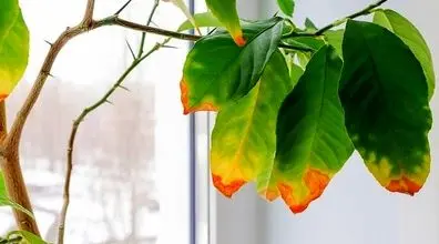 به گیاهی که برگ هاش قهوه ای شده چطور آب بدیم؟ ‌| نکات آبیاری گیاهان آپارتمانی