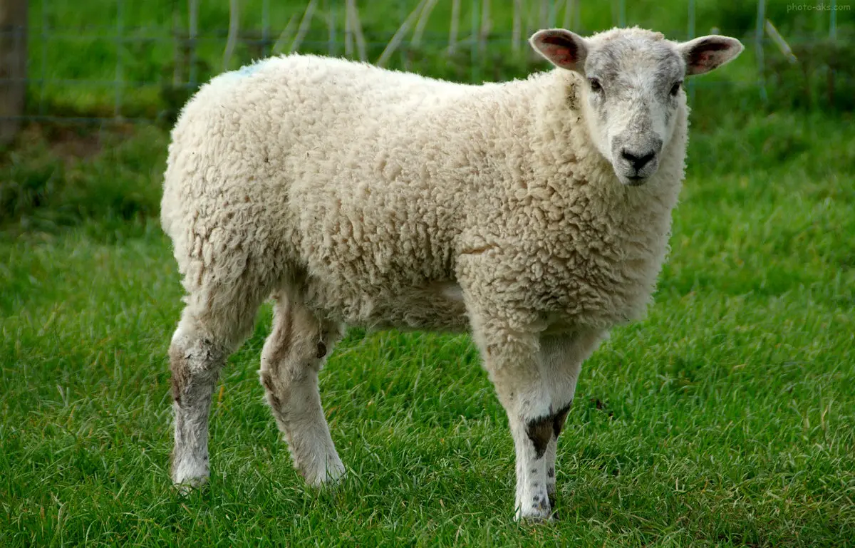 تولد گوسفند شبیه به انسان