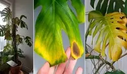دلایل زرد شدن برگ های گیاه برگ انجیری چیه؟ | روش جلوگیری از زرد شدن برگ های برگ انجیری