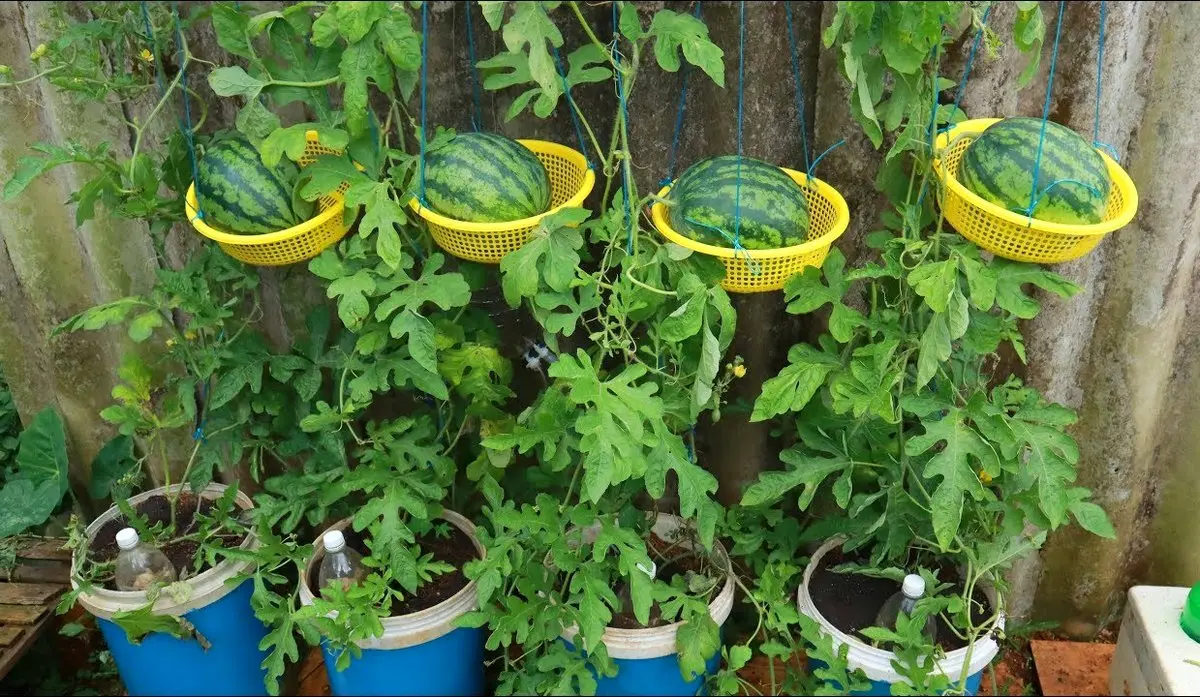 کاشت هندوانه در خانه