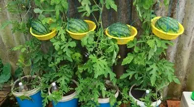 آموزش کاشت هندوانه در خانه داخل گلدان + فیلم