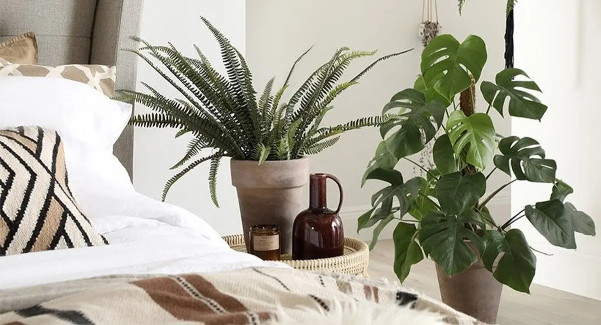 گیاهان آپارتمانی خواب آور