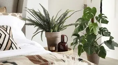 این گیاهان آپارتمانی خواب آور هستند! | این گیاه رو بزار تو اتاقت و راحت بخواب 